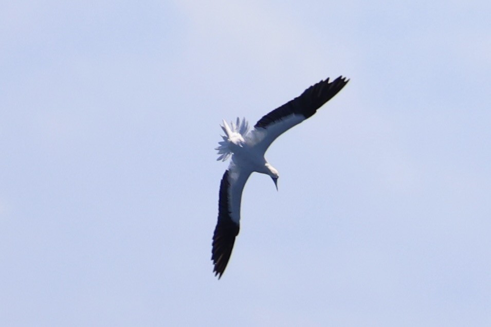 Red-footed Booby - ML620738872