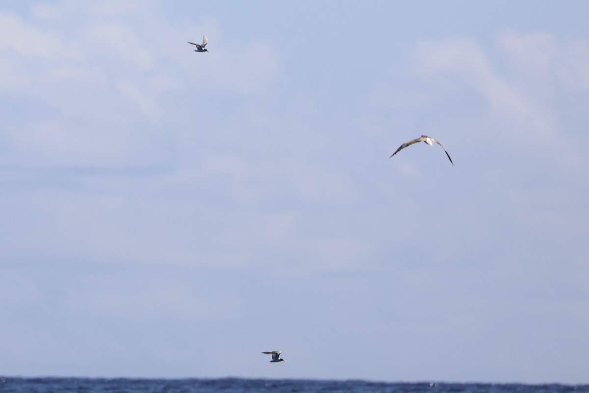 Red-footed Booby - ML620738874