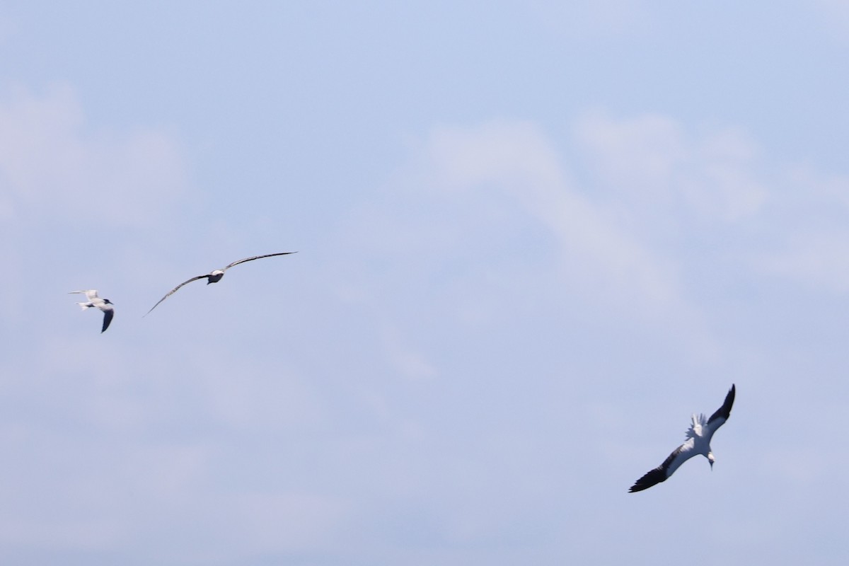 Red-footed Booby - ML620738875