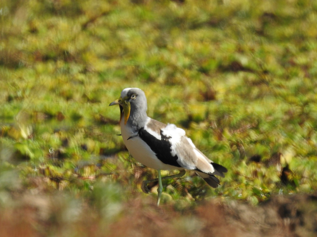 White-crowned Lapwing - ML620738882