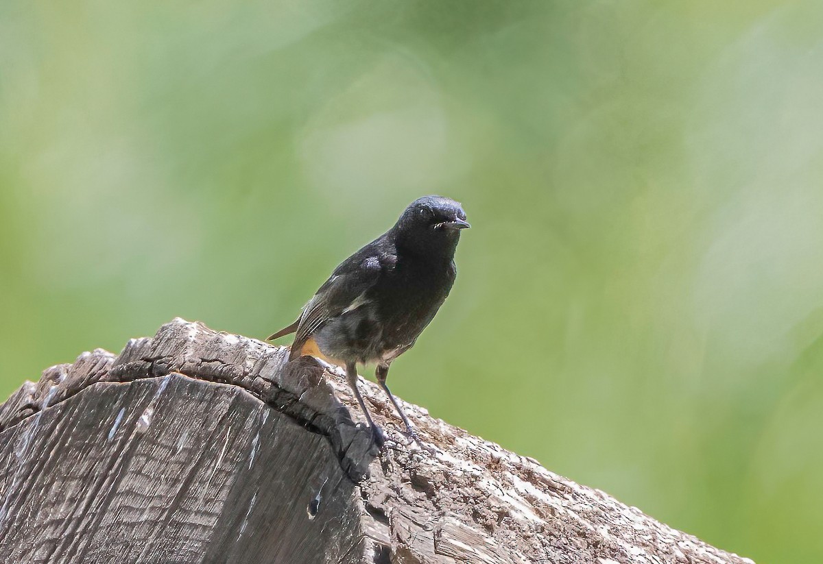 Black Redstart - ML620738889