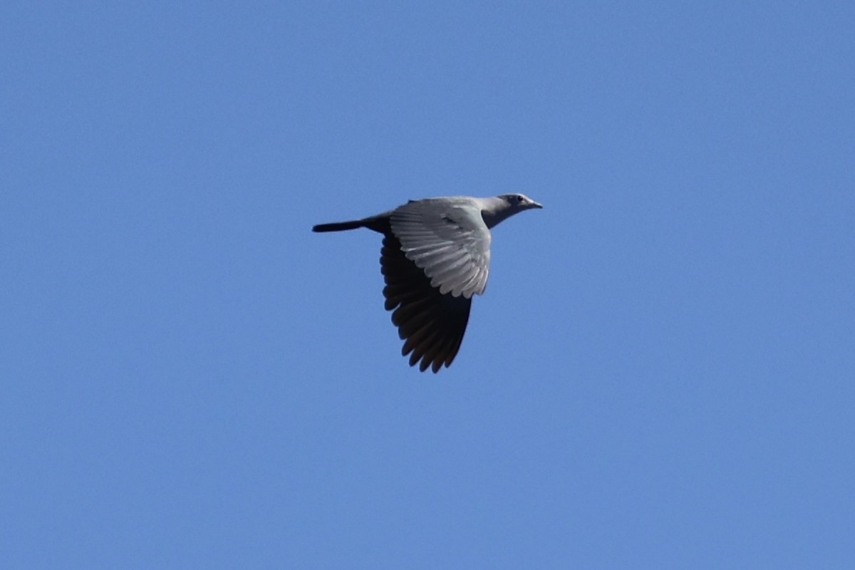 Island Imperial-Pigeon - ML620738893