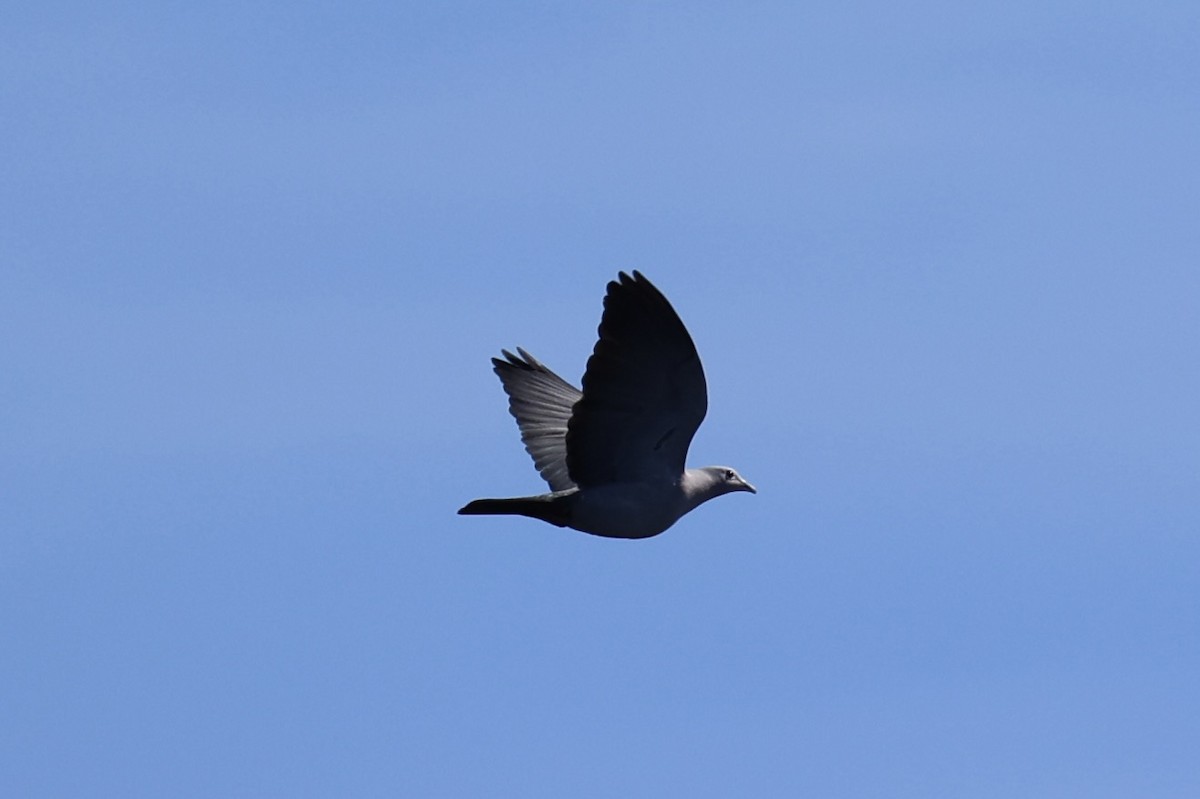 Island Imperial-Pigeon - ML620738895