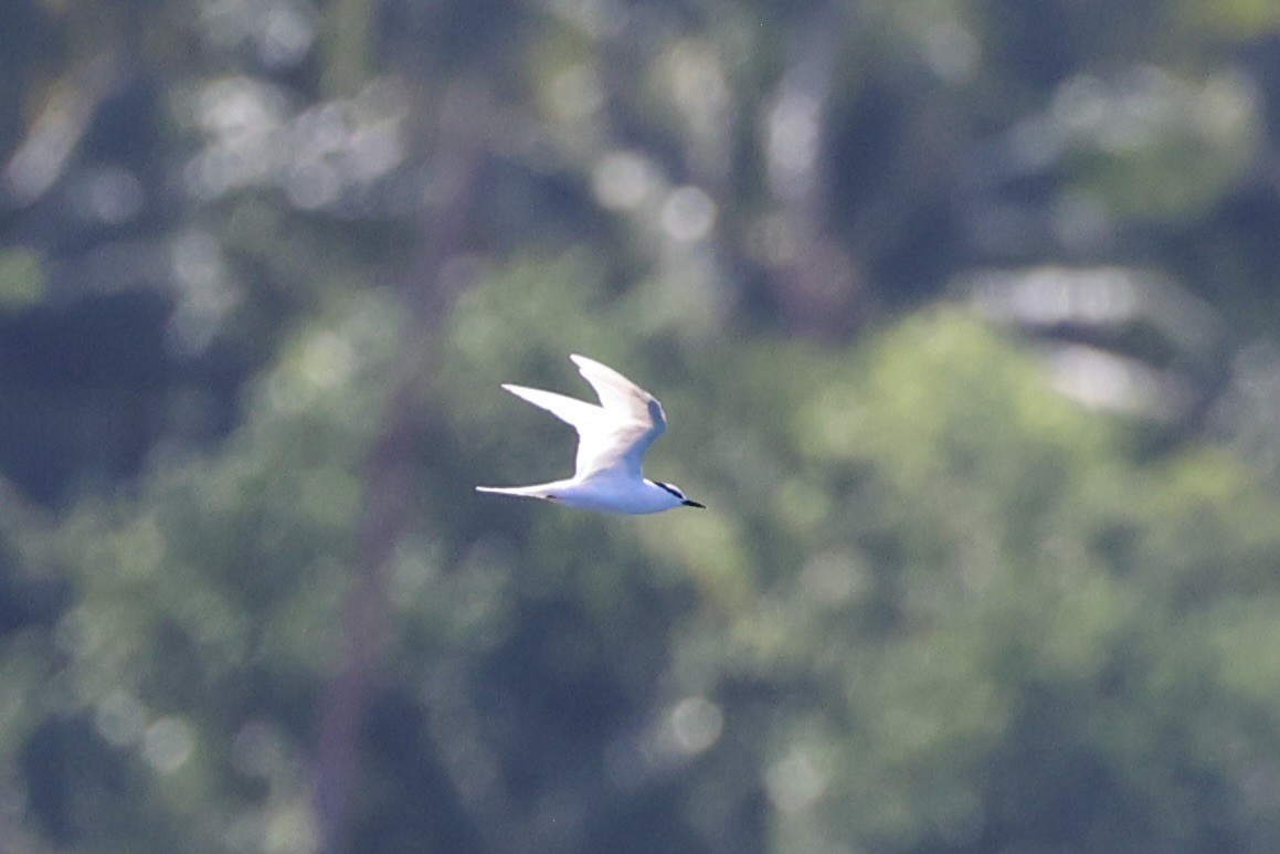 Black-naped Tern - ML620738897