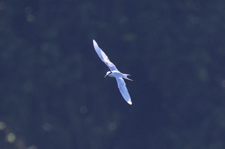 Black-naped Tern - ML620738899