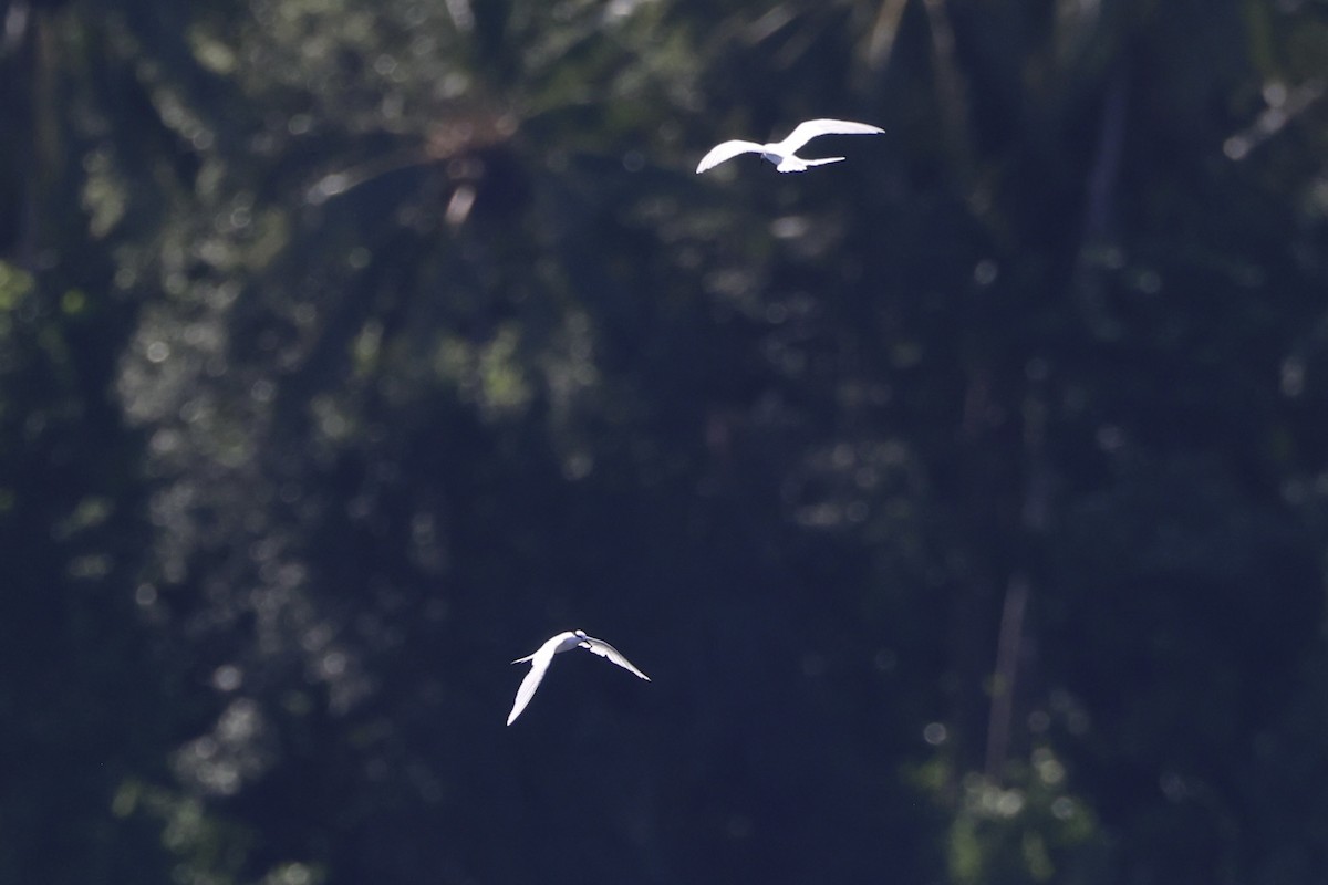 Black-naped Tern - ML620738900