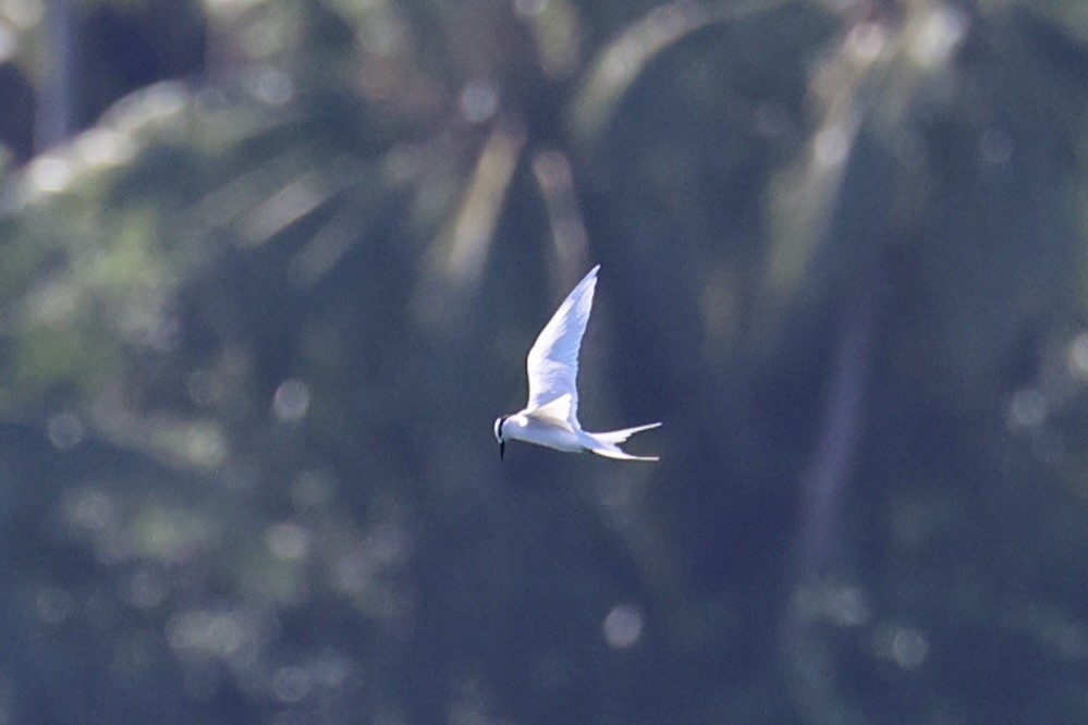 Black-naped Tern - ML620738902