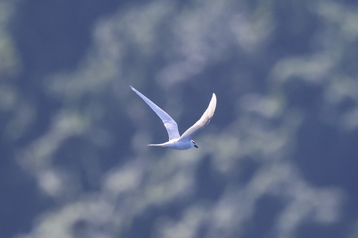 Black-naped Tern - ML620738903