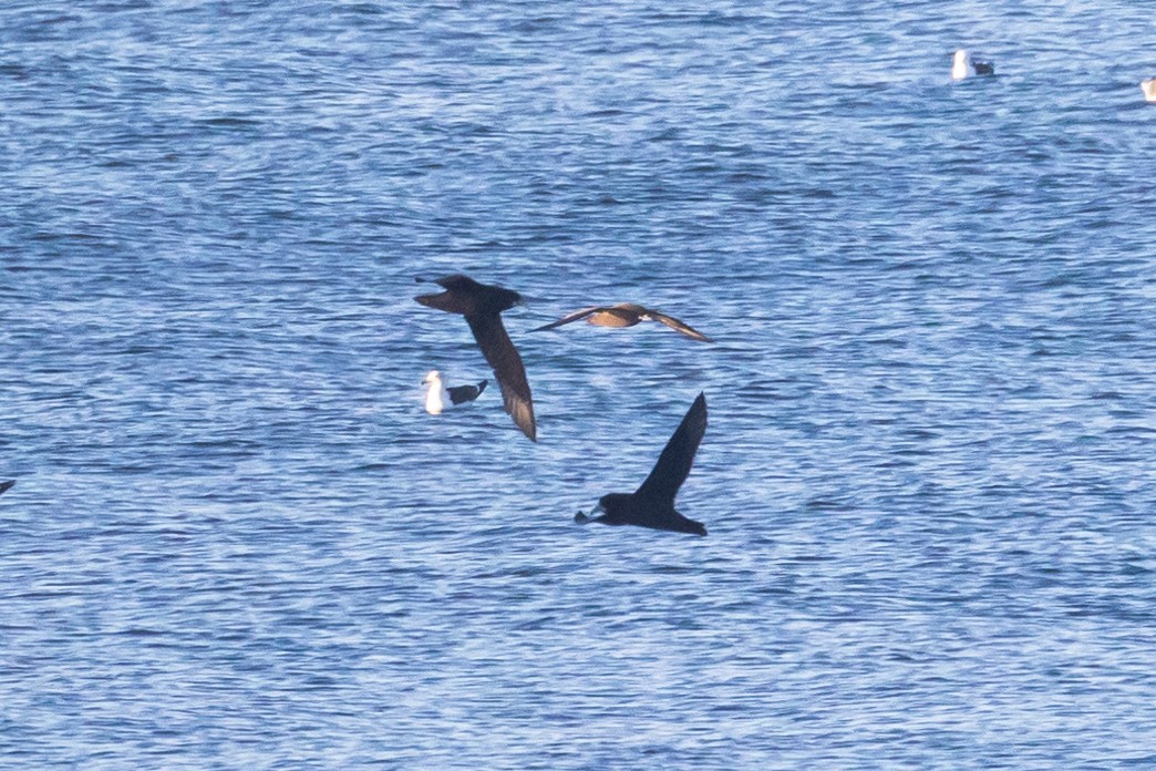 White-chinned Petrel - ML620738905