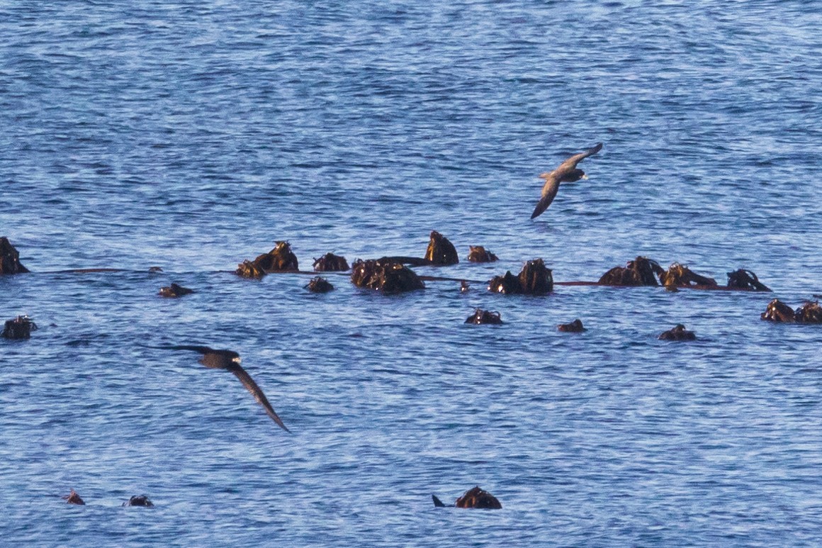 White-chinned Petrel - ML620738906