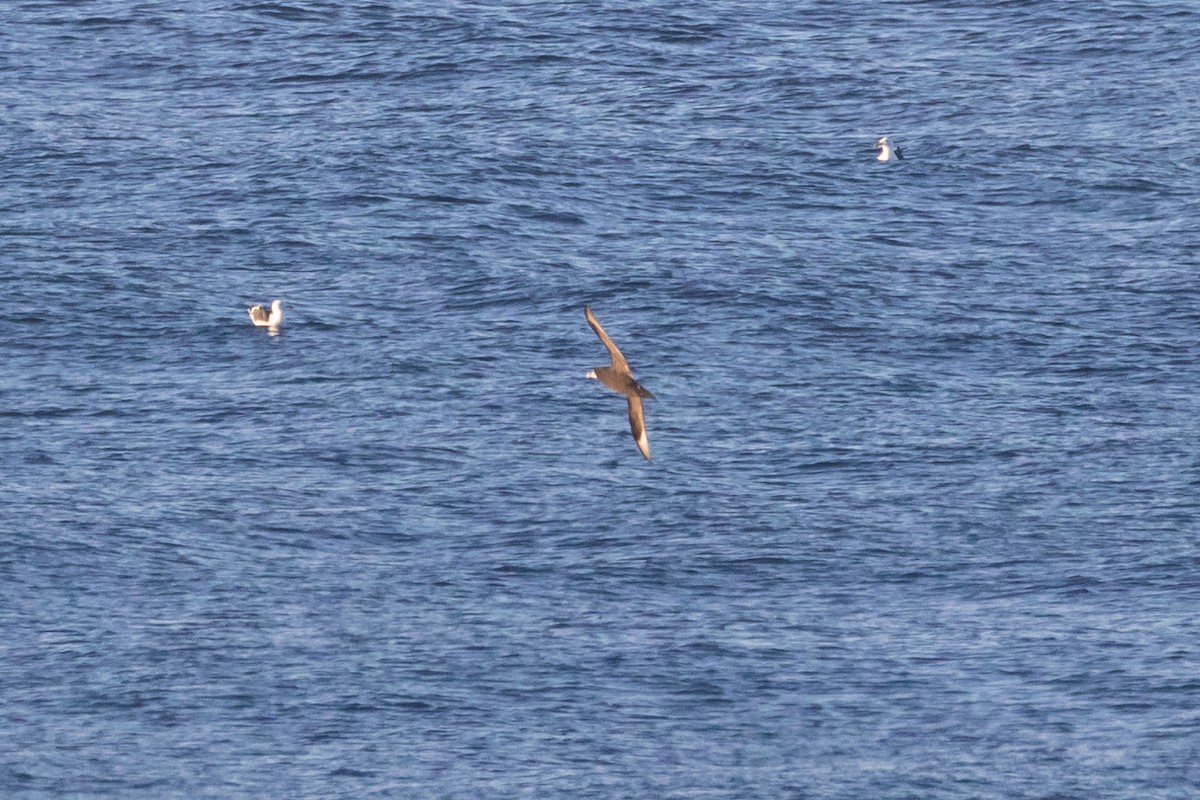 White-chinned Petrel - ML620738907