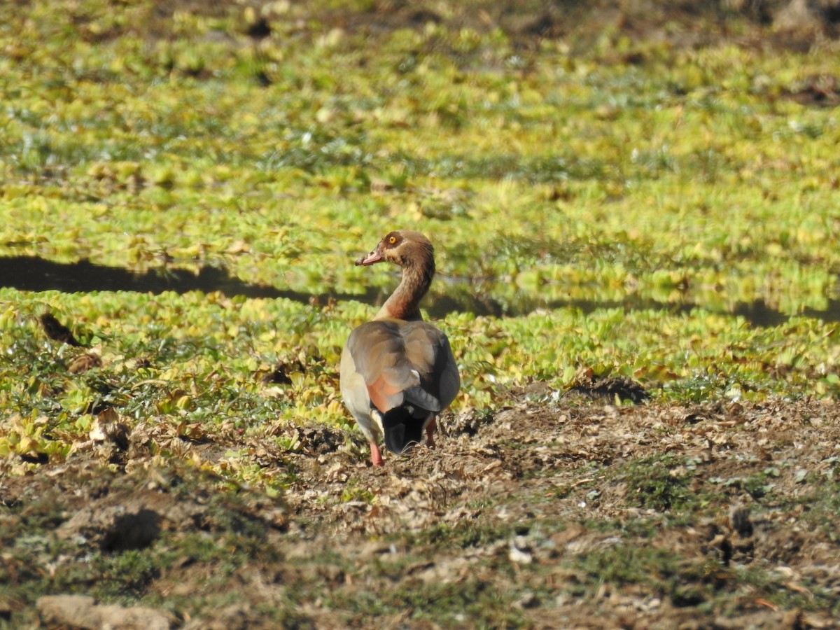 Egyptian Goose - ML620738919