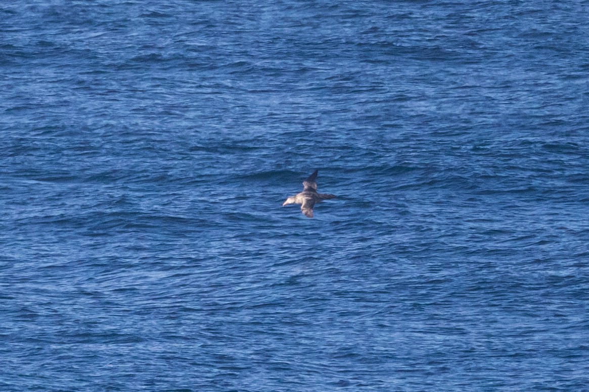 Northern Giant-Petrel - ML620738921