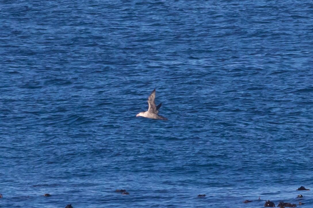 Northern Giant-Petrel - ML620738922