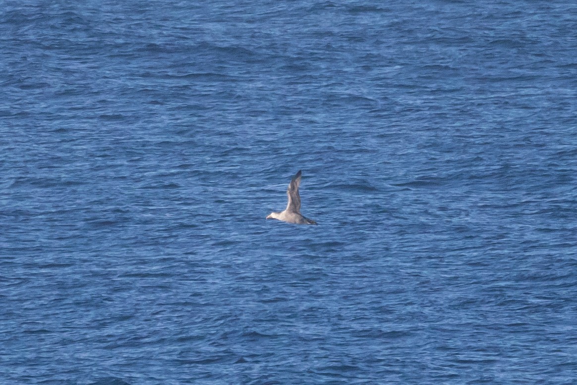 Northern Giant-Petrel - ML620738923