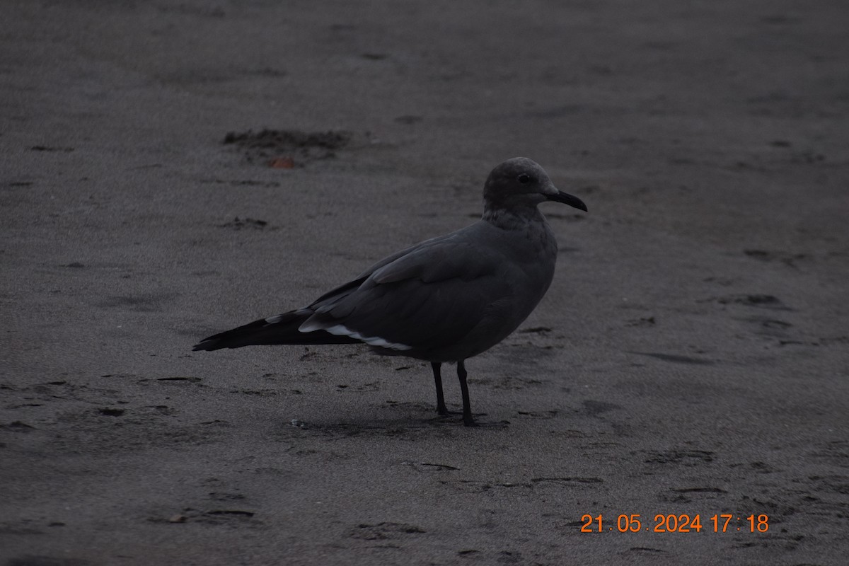 Gray Gull - ML620738924