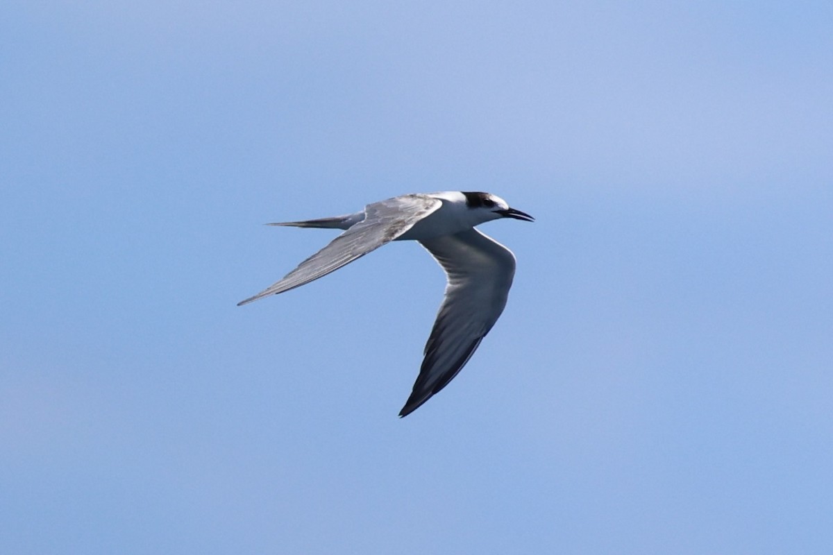 Common Tern - Andrew William