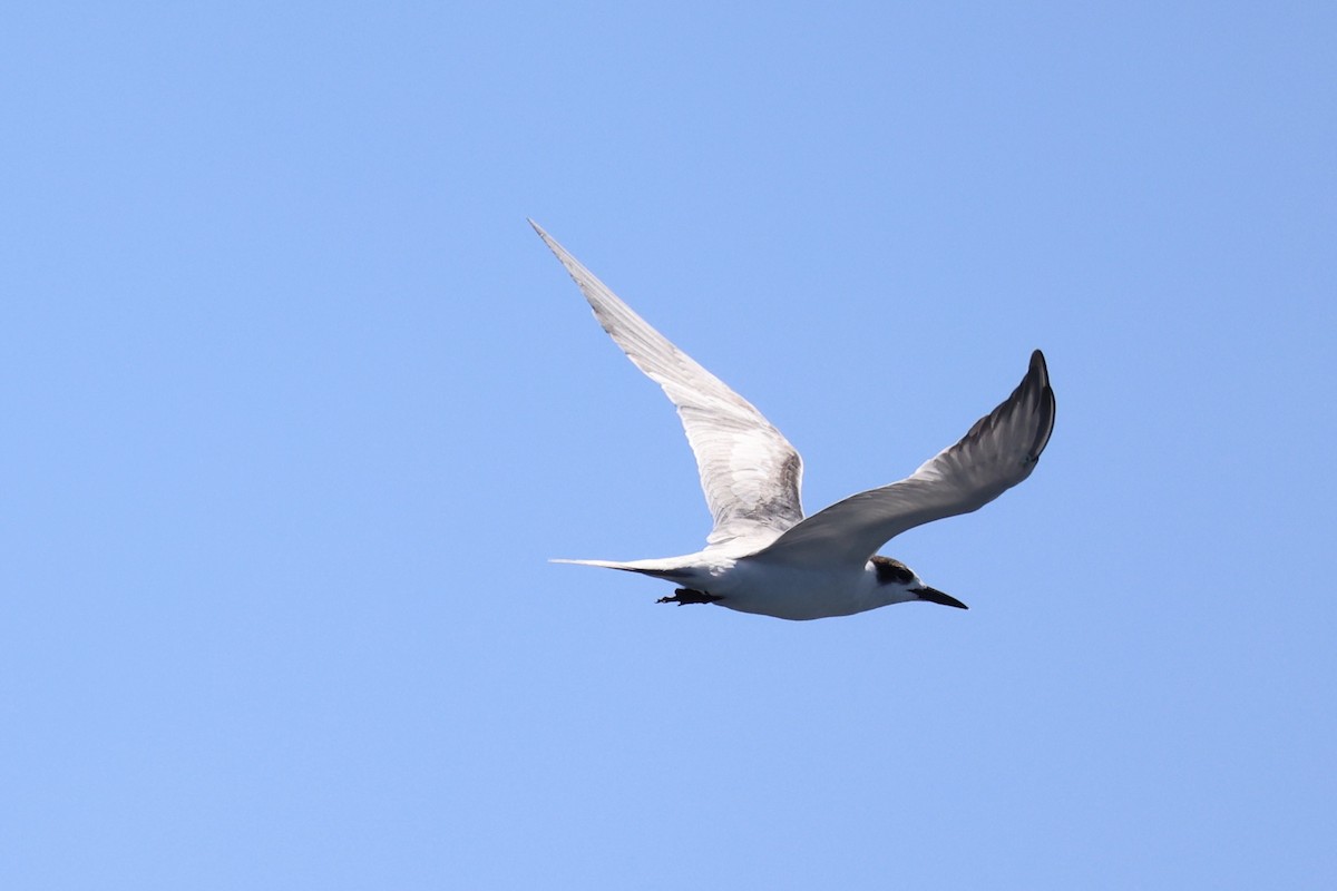 Common Tern - ML620738928