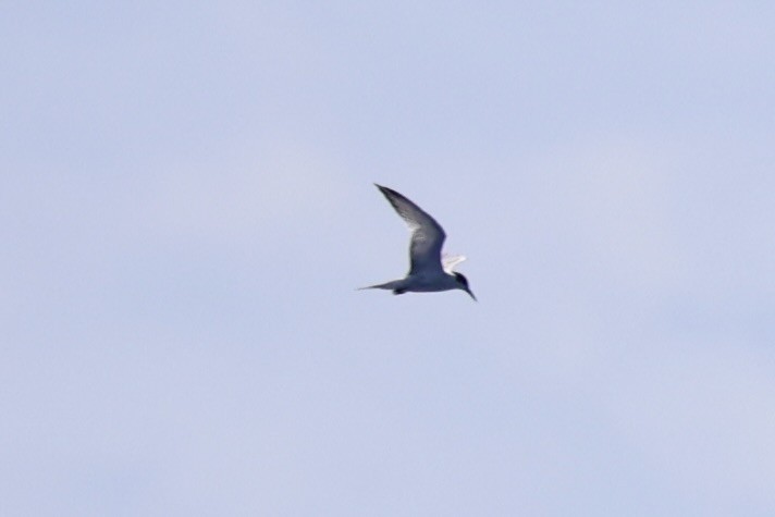 Common Tern - ML620738929