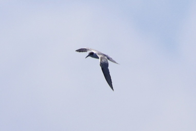 Common Tern - ML620738930