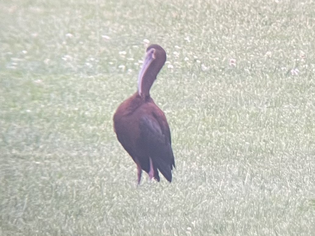 White-faced Ibis - ML620738931