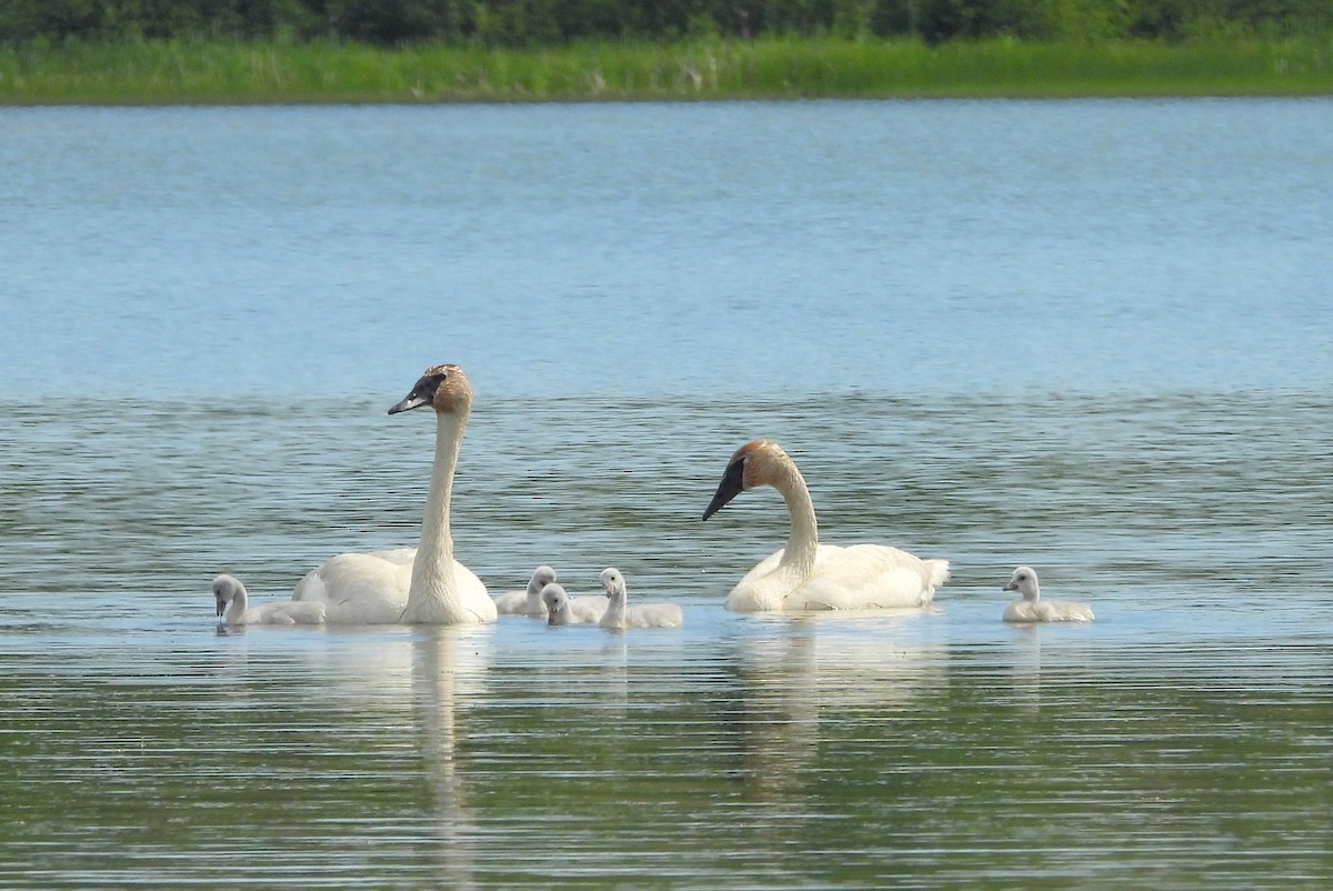 Cisne Trompetero - ML620738933