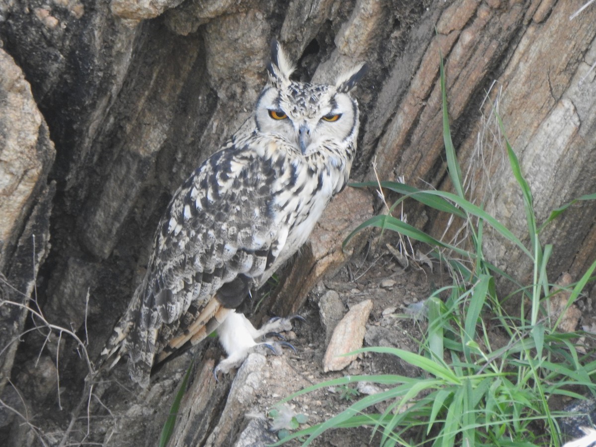 Rock Eagle-Owl - ML620738935