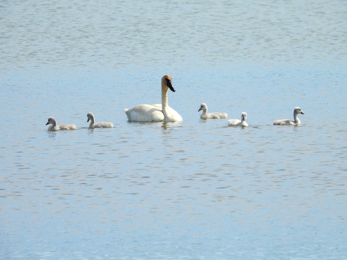 Cisne Trompetero - ML620738936