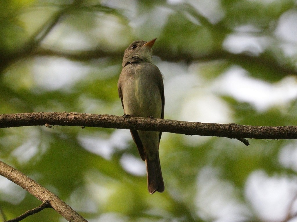 Eastern Wood-Pewee - ML620738937