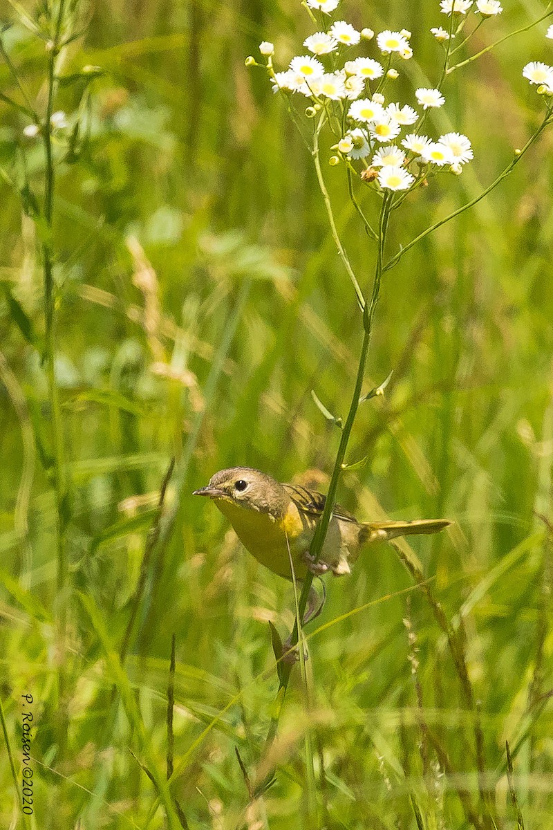 Weidengelbkehlchen - ML620738938