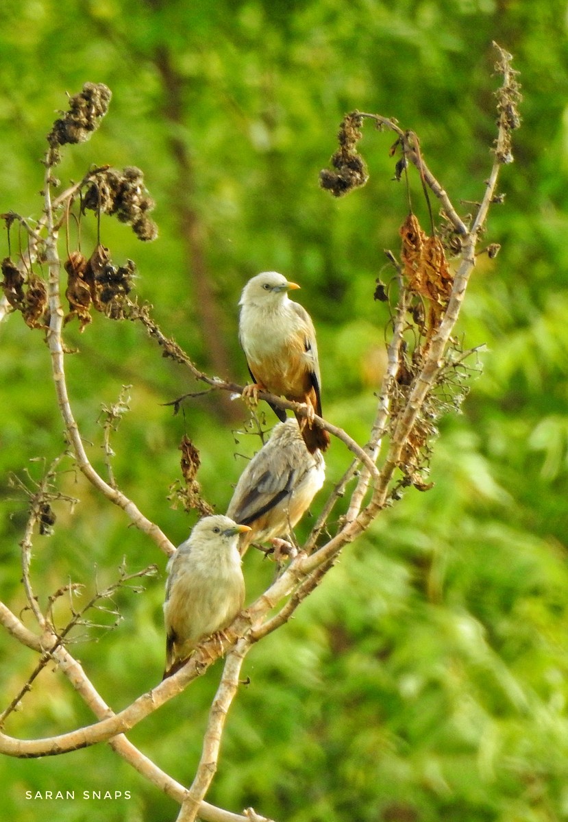 Malabar Starling - ML620738939