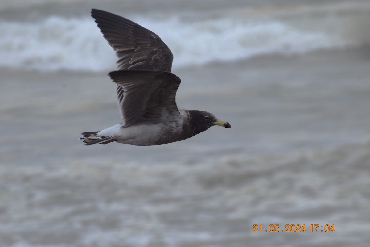 Belcher's Gull - ML620738940