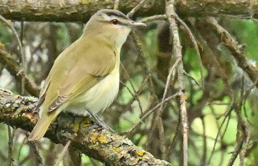 Vireo Ojirrojo - ML620738941