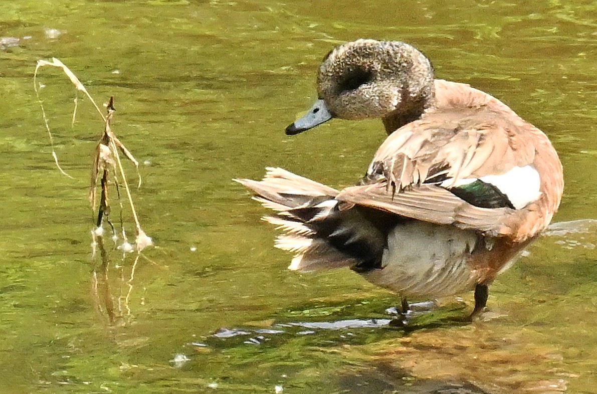 American Wigeon - Wayne Oakes