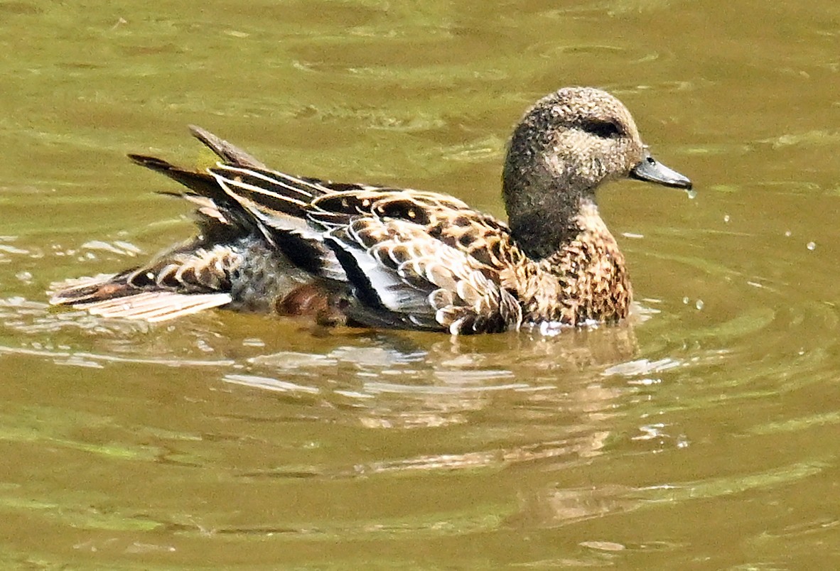 American Wigeon - ML620738945