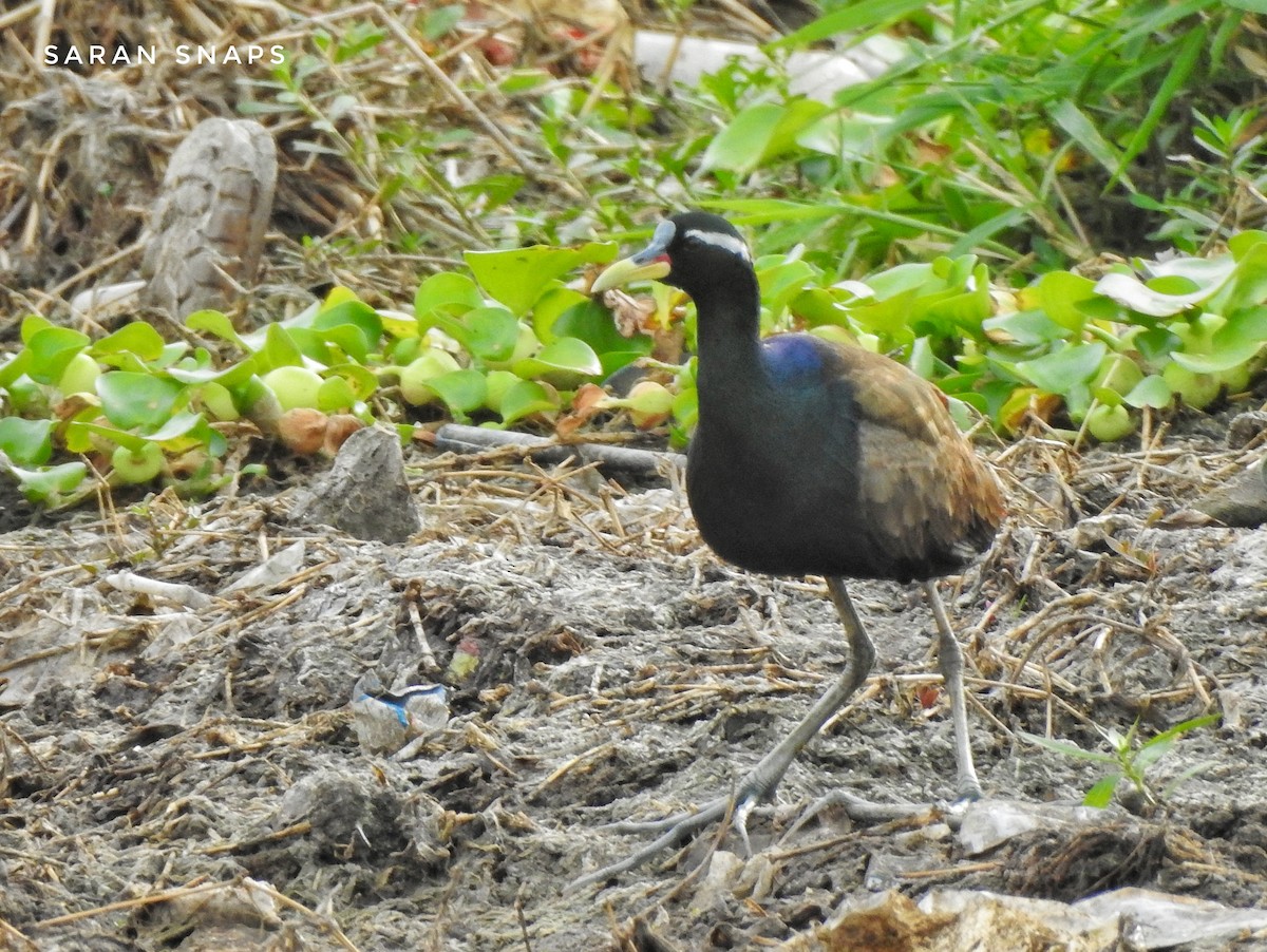 Bronze-winged Jacana - ML620738946