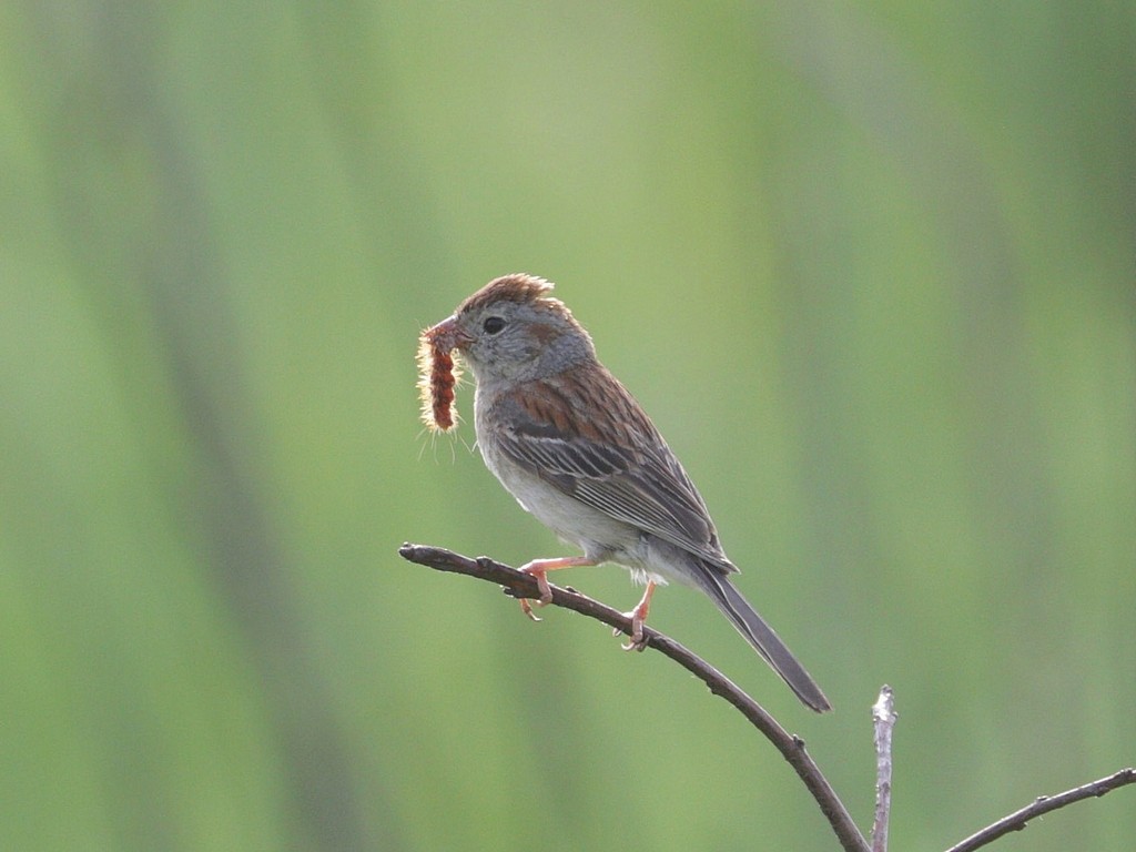 Field Sparrow - ML620738947