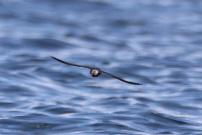 Pacific Swallow - ML620738948