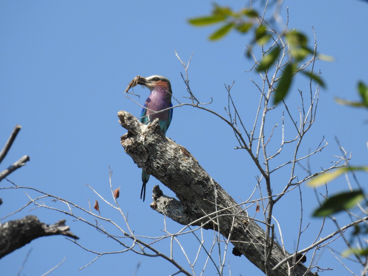 Lilac-breasted Roller - ML620738950