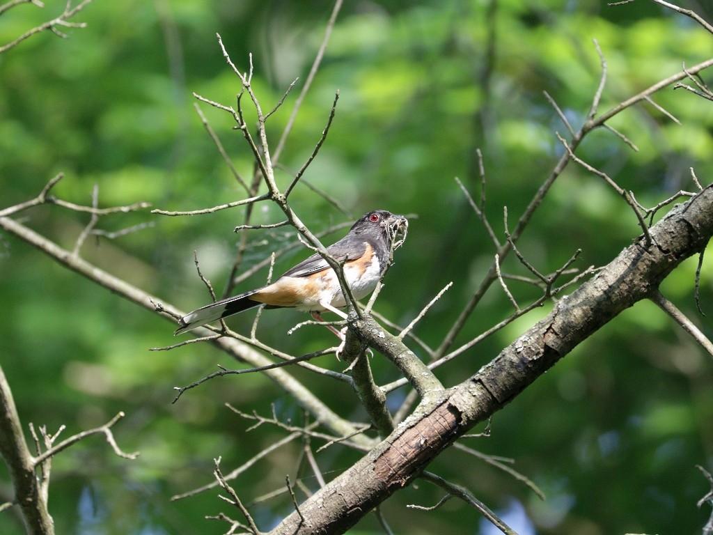 Eastern Towhee - ML620738951