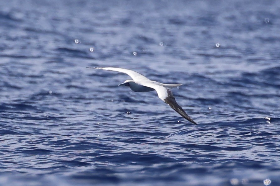 Red-footed Booby - ML620738956