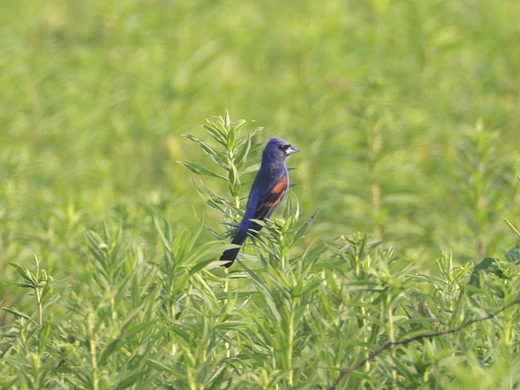 Blue Grosbeak - ML620738958