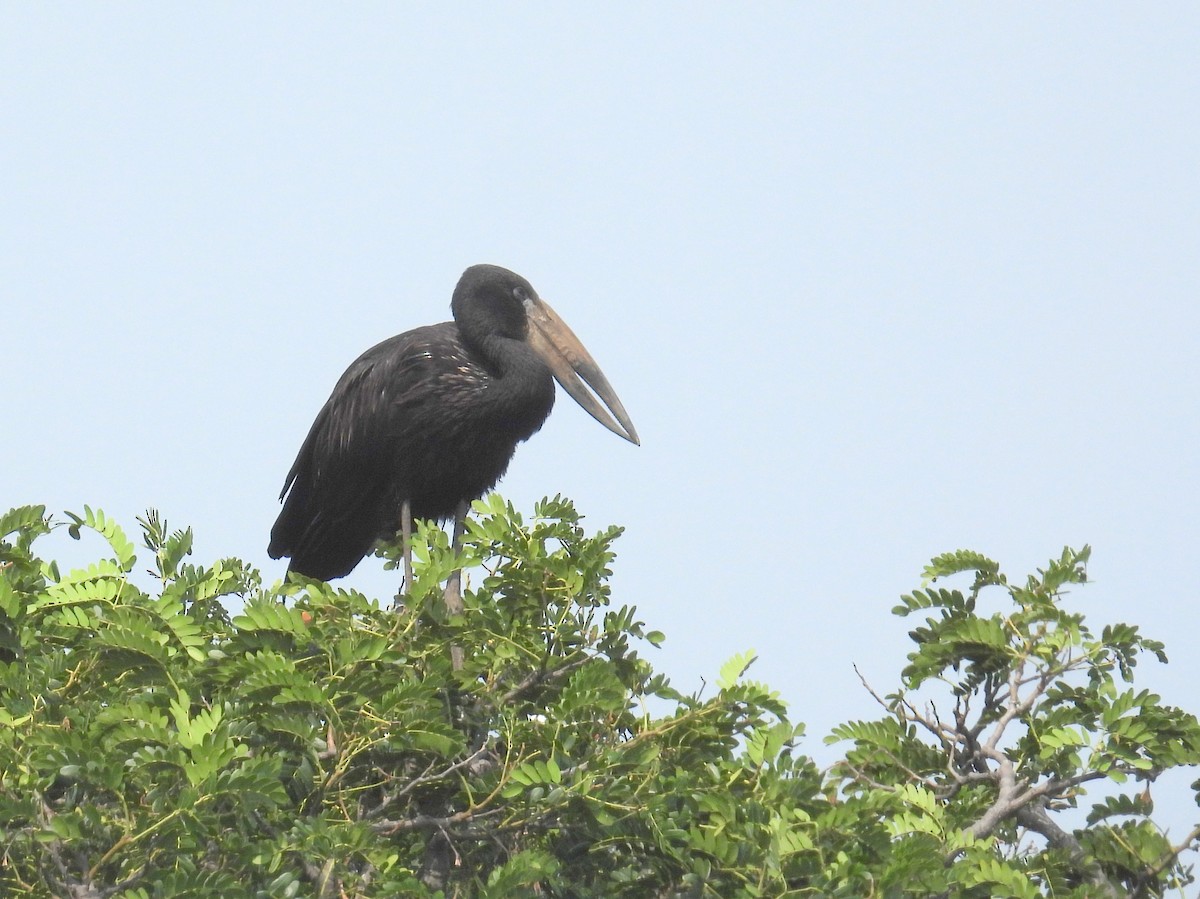 African Openbill - ML620738960