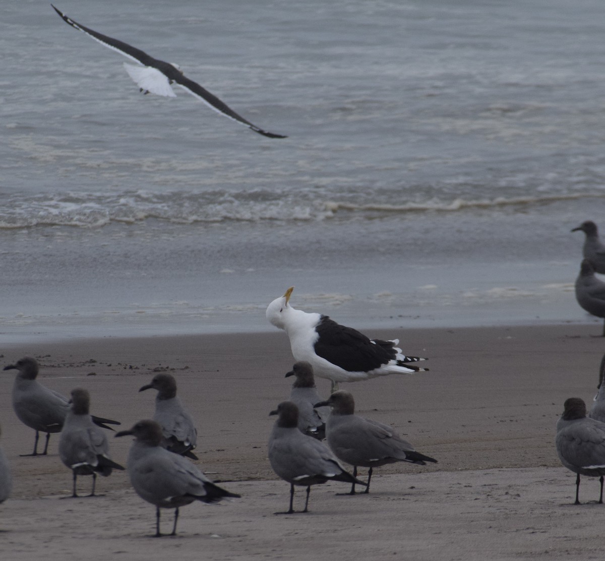 Kelp Gull - ML620738962