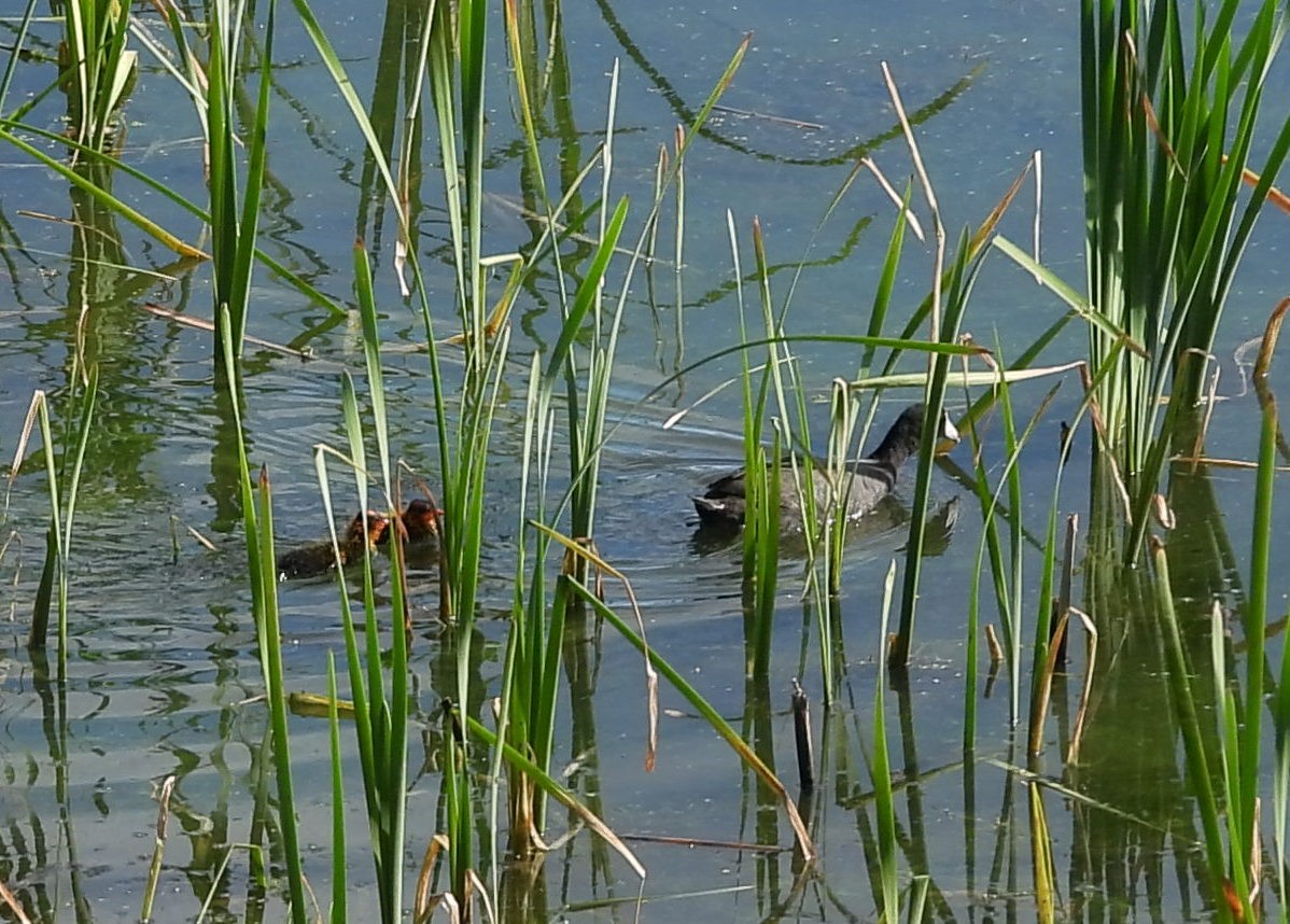 American Coot - ML620738967