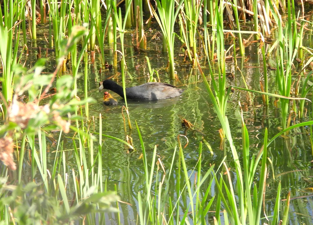 American Coot - ML620738969