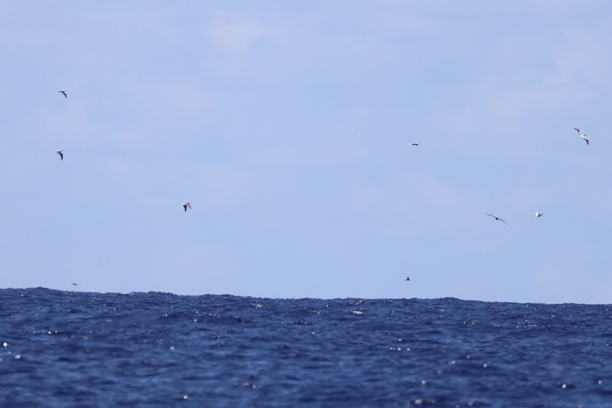 Red-footed Booby - ML620738974