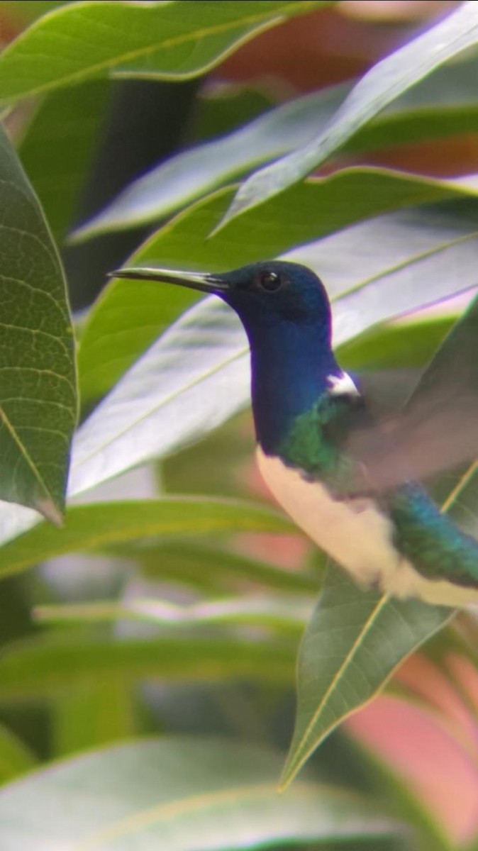 White-necked Jacobin - ML620738978