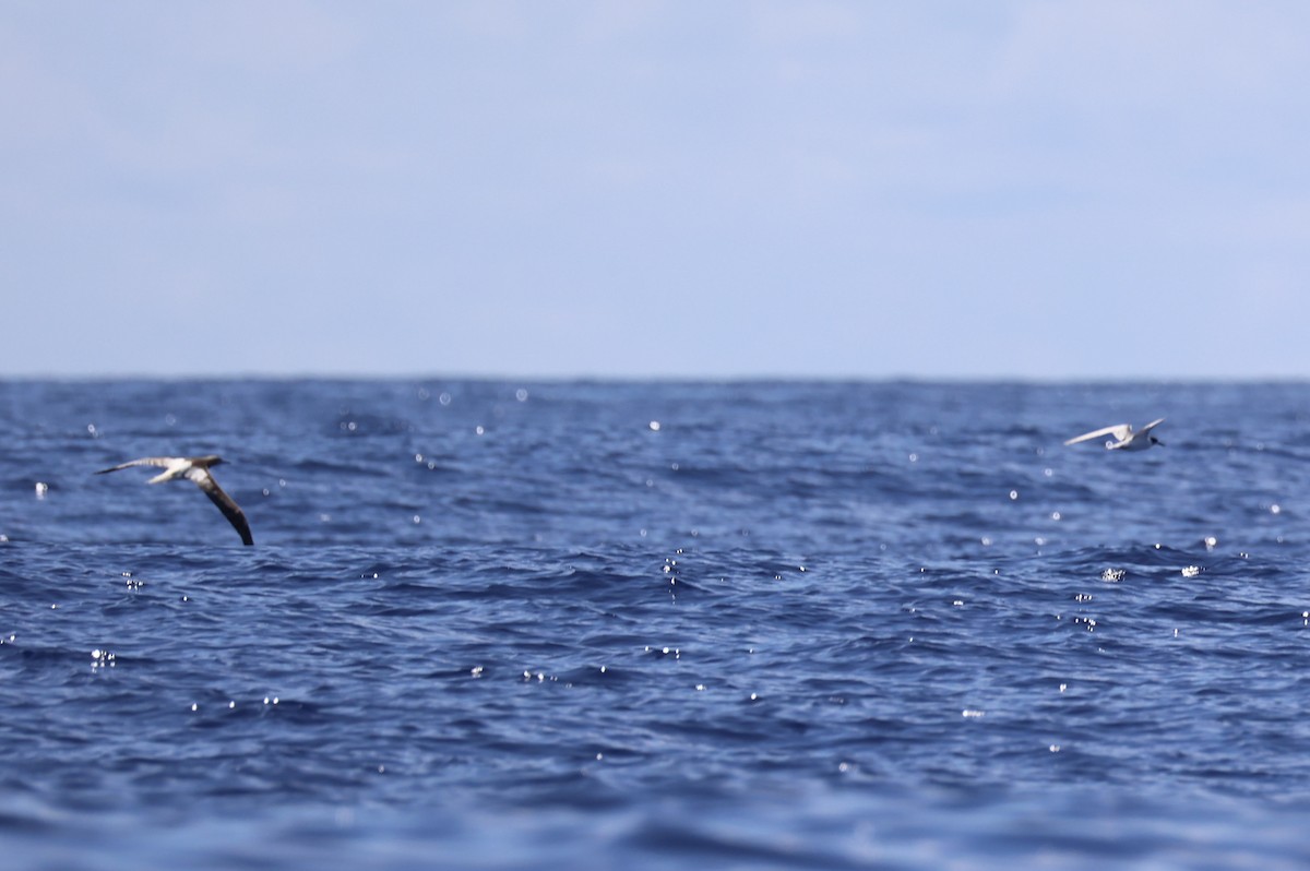 Red-footed Booby - ML620738979