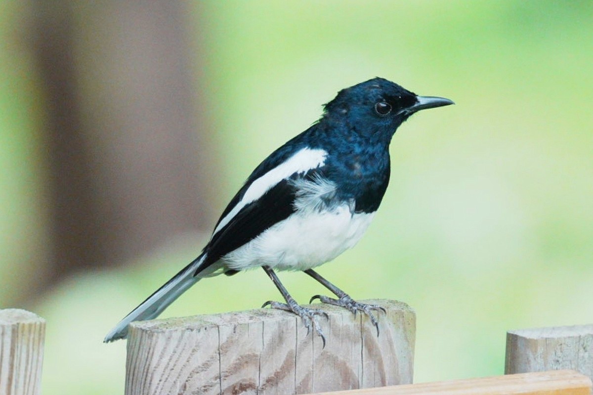 Oriental Magpie-Robin - ML620738980